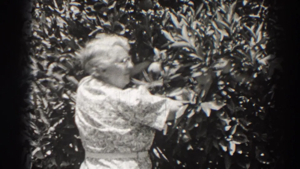 A closer 8mm frame shows an adult woman reaching through dense leaves toward fruit in the Long Beach garden scene.