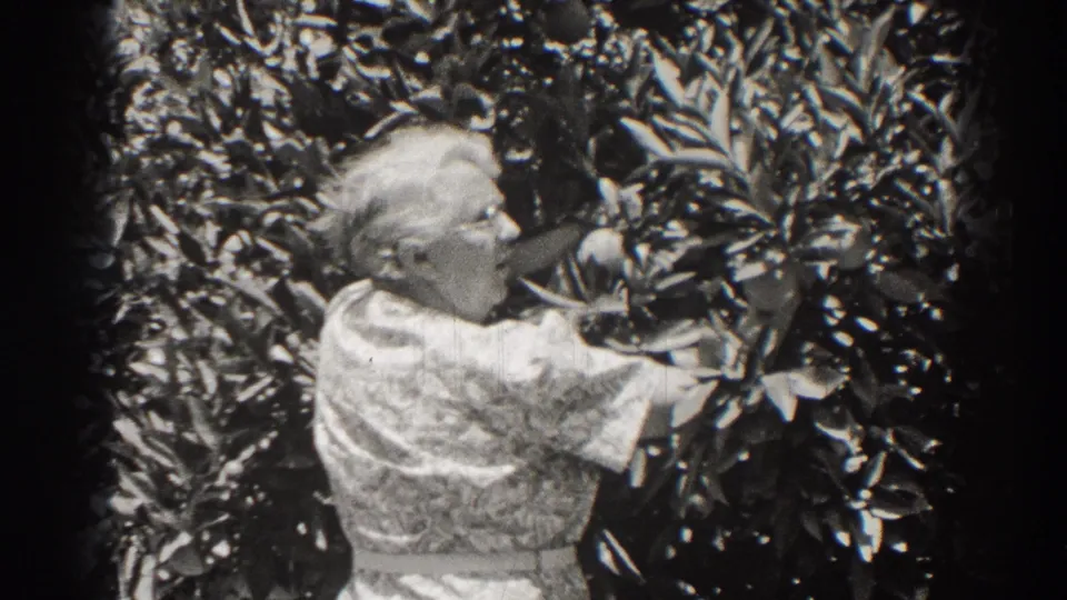 In 1937 Long Beach home-movie footage, an older woman in glasses and a patterned dress inspects a dense leafy tree.