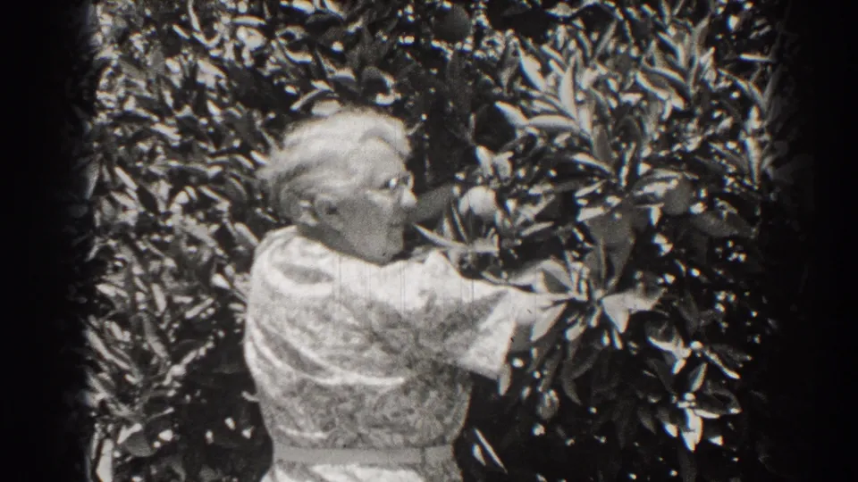 In 1937 Long Beach home-movie footage, an older woman in a patterned dress reaches into dense garden foliage.