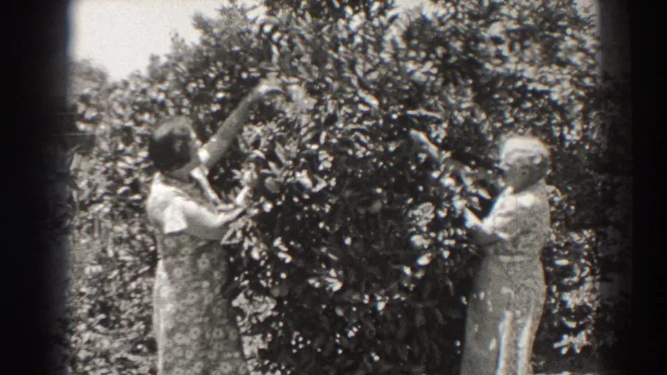 Two older women in long dresses stand beside a dense fruiting bush in a sunny Long Beach garden.
