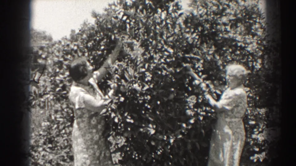 The women continue harvesting from the bush, framed by bright foliage and the soft edges of 8mm film.