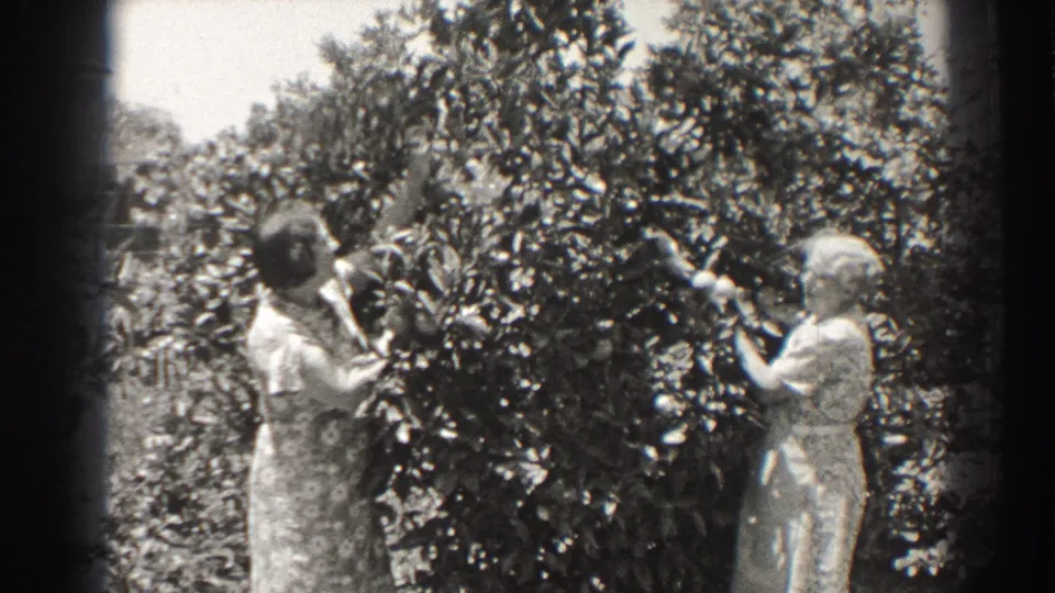 Near the end of the clip, two older women face the fruiting shrub and continue picking in the garden.
