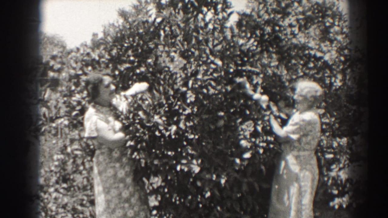 Two women in long dresses prune a leafy garden tree in 1937 Long Beach, California home-movie footage.