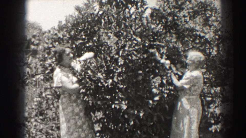 Two women in long dresses prune a leafy garden tree in 1937 Long Beach, California home-movie footage.