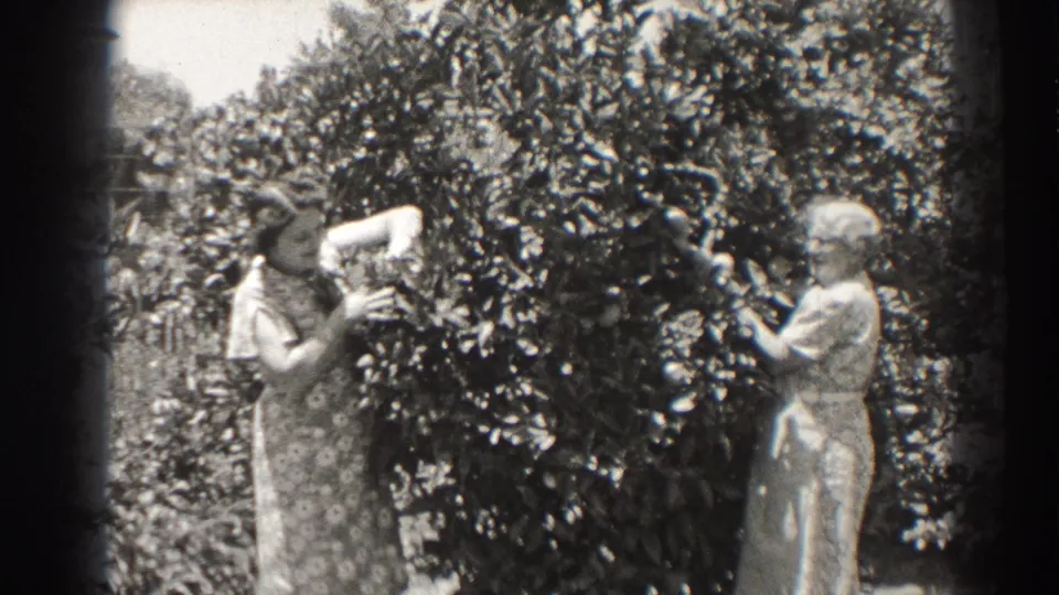 In a Long Beach garden, one woman reaches into a tree as another watches or trims from the other side.