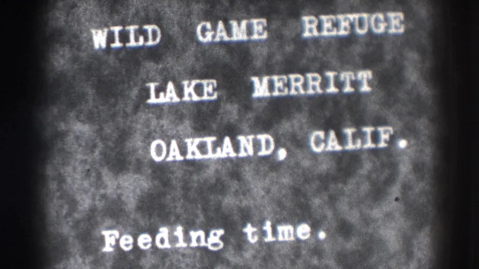 Close view of the same 1937 Oakland title card, with Lake Merritt refuge and feeding-time text softened by 8mm grain.