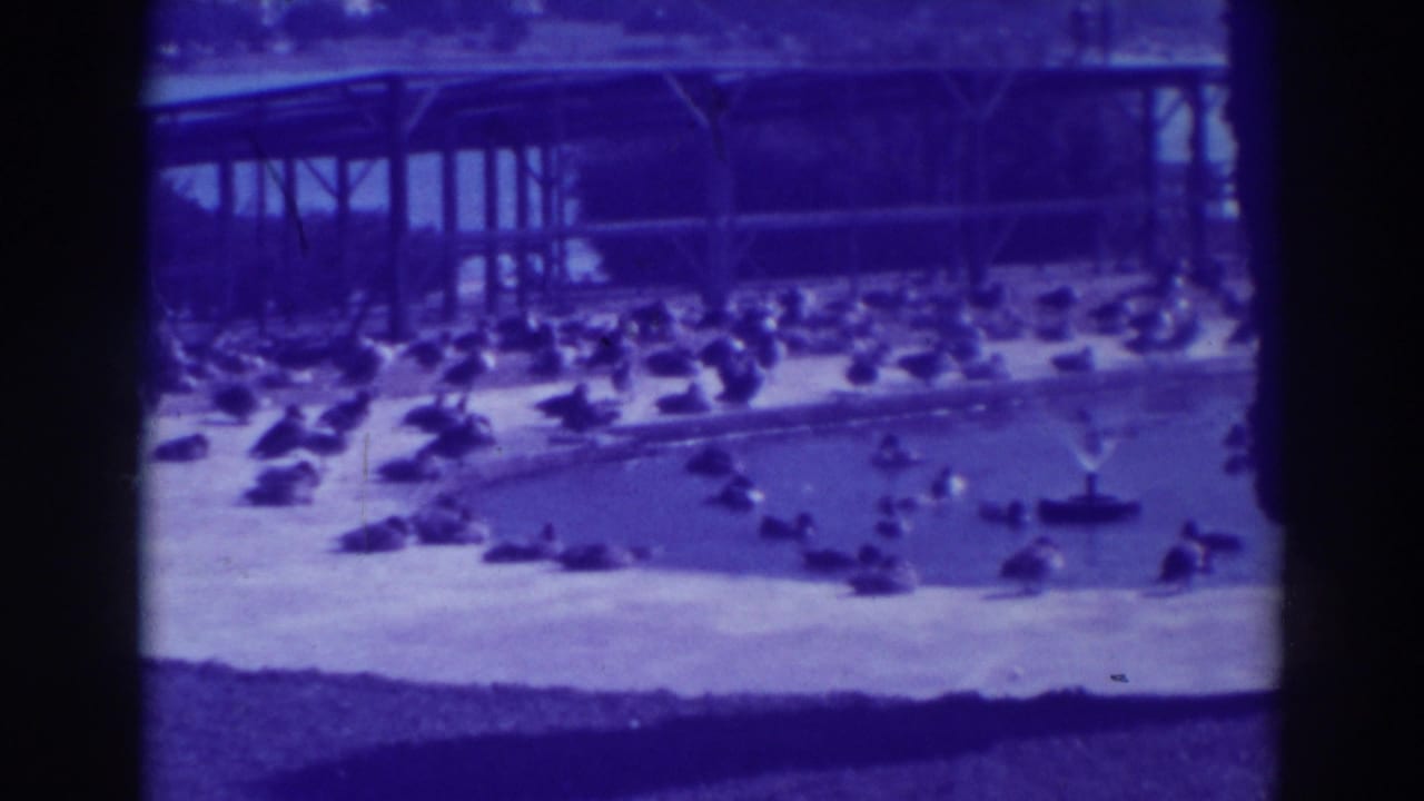 1937 Oakland 8mm frame showing waterfowl resting and swimming around a sandy-edged pool beneath an open shelter.