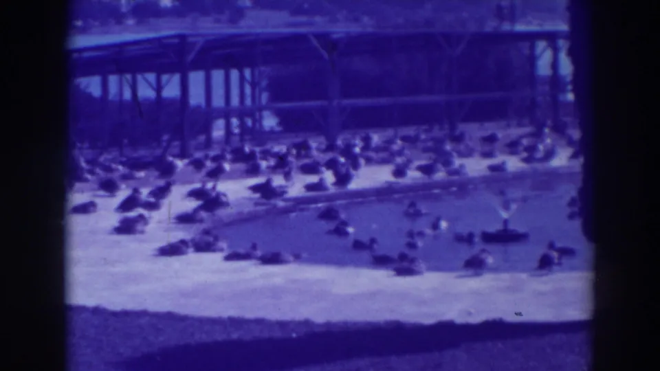 1937 Oakland 8mm frame showing waterfowl resting and swimming around a sandy-edged pool beneath an open shelter.