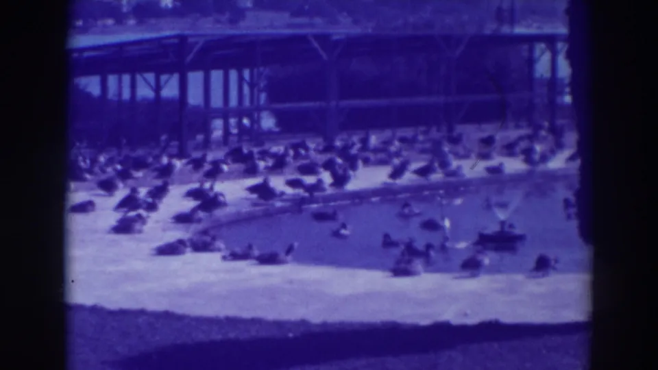 Blue-tinted 1937 Oakland 8mm view of ducks and geese spread across a pool edge and shallow water.