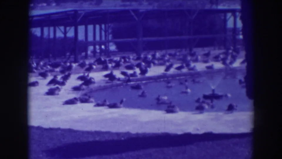1937 Oakland home-movie frame with many ducks and geese gathered along a refuge-style pool and beach area.