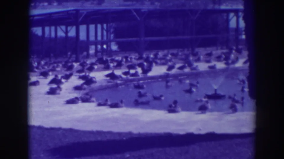 Late frame from 1937 Oakland 8mm footage showing waterfowl around a sandy pool with a small fountain.
