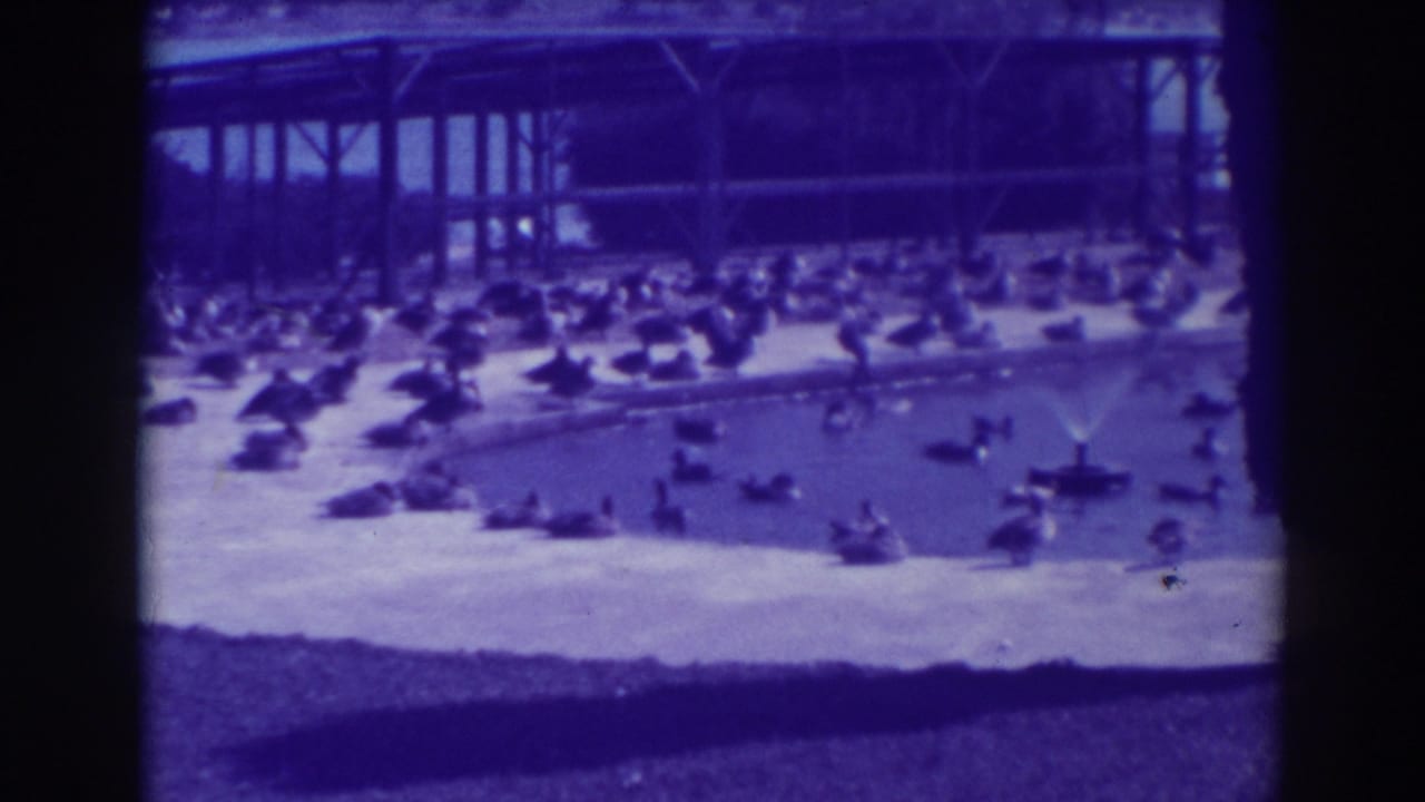 1937 Oakland home-movie frame showing many ducks and geese along an artificial lake, with a small fountain and open-sided pavilion in the background.