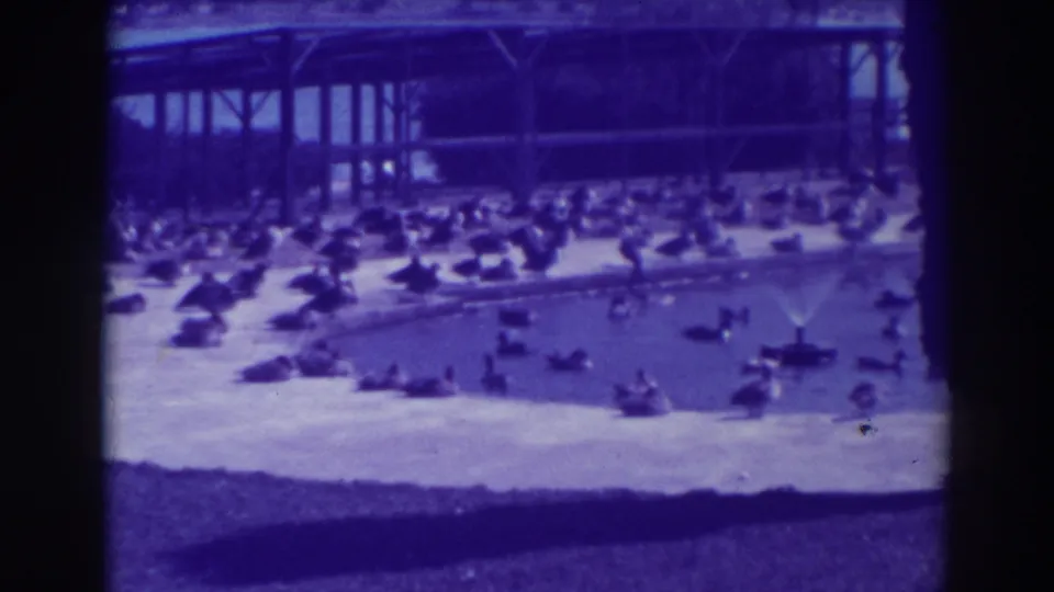 1937 Oakland home-movie frame showing many ducks and geese along an artificial lake, with a small fountain and open-sided pavilion in the background.