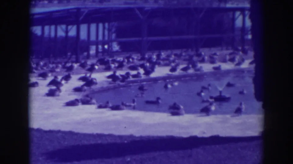 1937 Oakland park scene with ducks and geese spread across a concrete artificial lake, a fountain spray, and a shaded pavilion beyond the water.