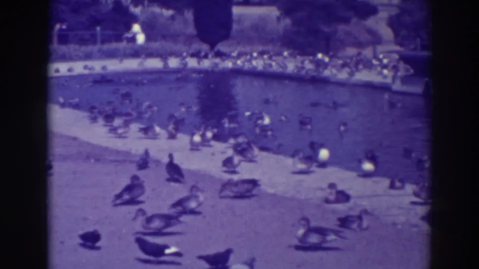 1937 Oakland home-movie view of ducks and geese near a curved artificial lake edge, with water, trees, and park landscaping in the background.