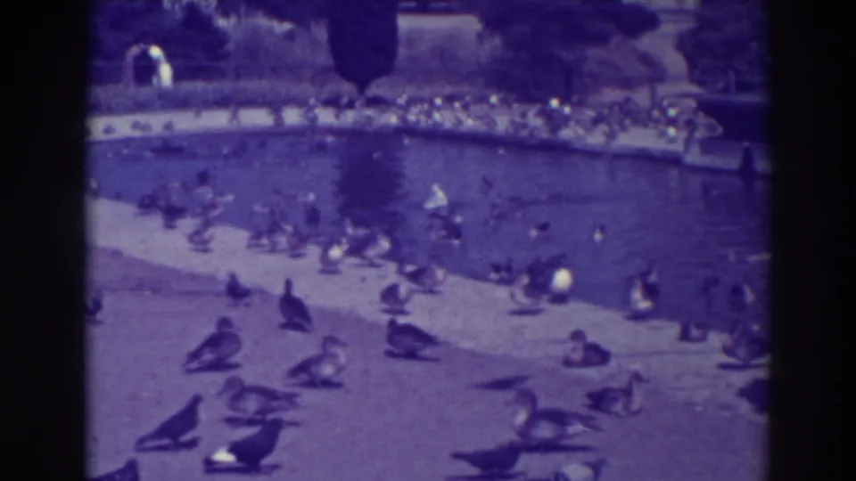 1937 Oakland park footage frame showing waterfowl scattered across an artificial lake and concrete bank, with trees and shaded park grounds behind.