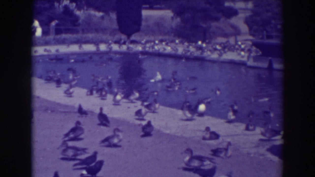 1937 Oakland park pond scene with ducks and geese swimming and resting along the concrete edge, seen in purple-cast 8mm film.