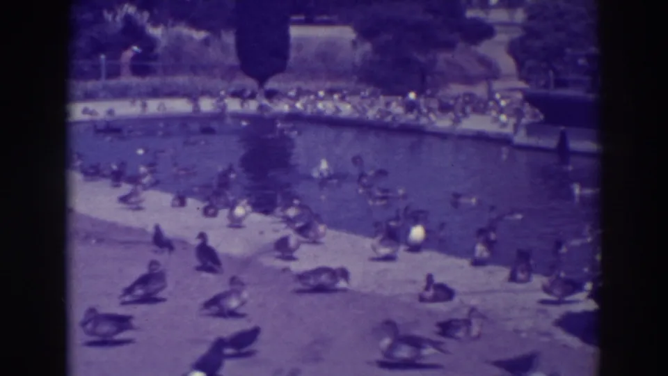 Ducks and geese spread across an Oakland park pond and nearby concrete edge, with landscaping visible beyond the water.