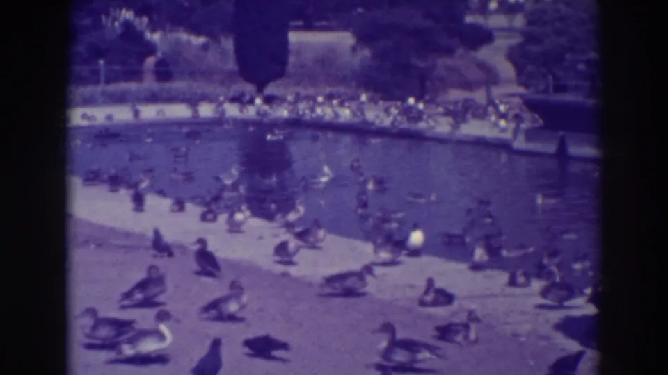 A flock of ducks and geese fills the pond area in the supplied 1937 Oakland home-movie footage, with park landscaping behind.
