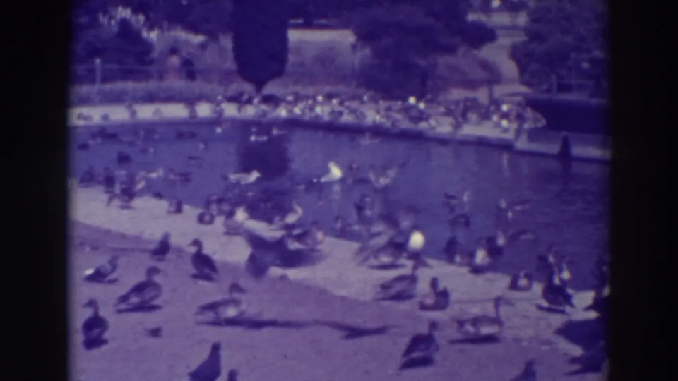 Ducks and geese remain around the Oakland park pond, with distant visitors and fencing visible in the background of the 8mm frame.