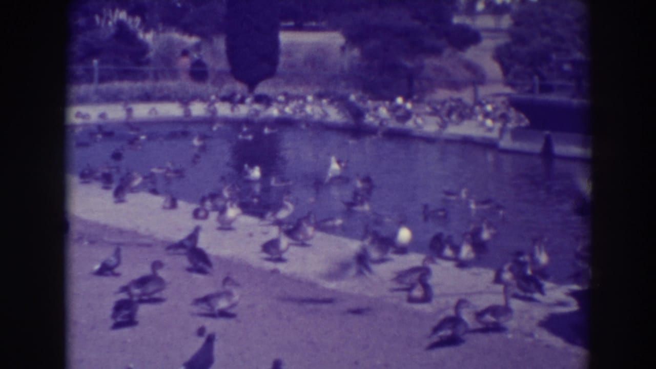 1937 Oakland home-movie frame showing many ducks around a landscaped pond, with distant visitors and trees in bright sunlight.