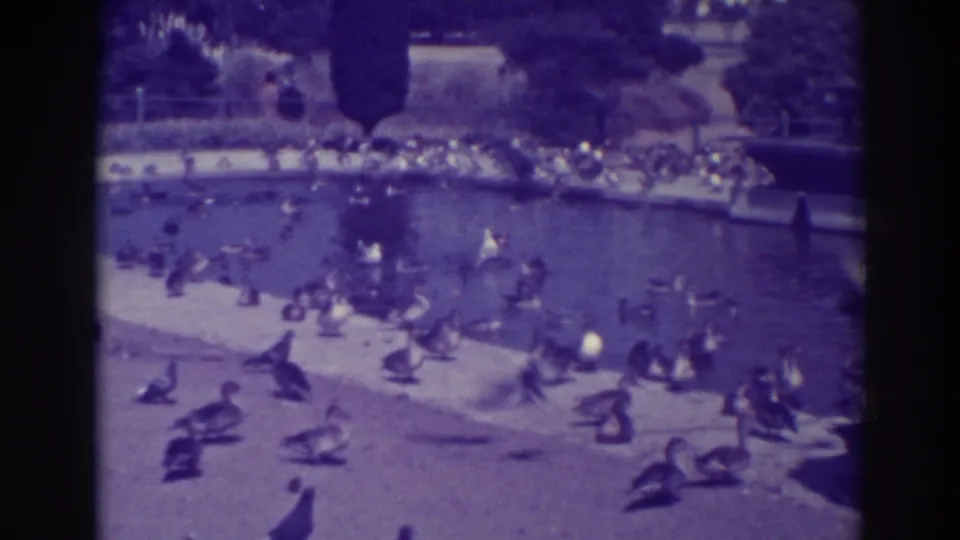 1937 Oakland home-movie frame showing many ducks around a landscaped pond, with distant visitors and trees in bright sunlight.