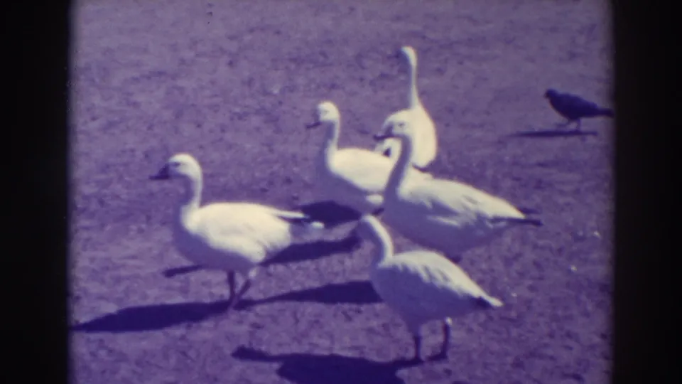 White geese stand and walk on open ground in 1937 Oakland footage, with a dark bird visible behind them.