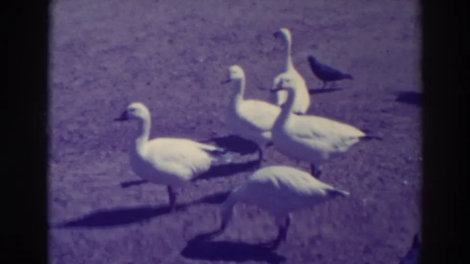 A group of white geese gathers on open ground in the Oakland home movie, with a dark bird behind them and strong sun shadows.