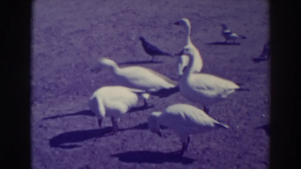 Several white geese peck and stand on sunlit ground in the 1937 Oakland clip, with dark birds behind them.