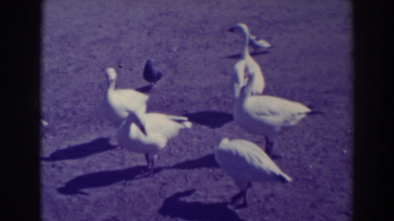 White geese and darker birds forage on sunlit ground with strong shadows.