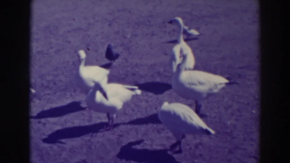 White geese and a few darker birds forage on sunlit ground in 1937 Oakland home-movie footage.