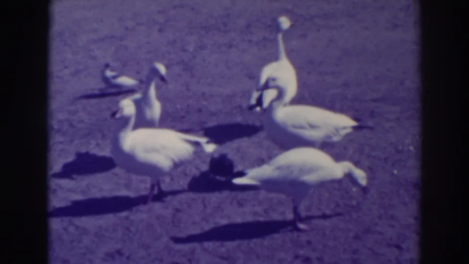 Several white geese and darker birds gather on open ground in the Oakland 8mm home-movie scene.