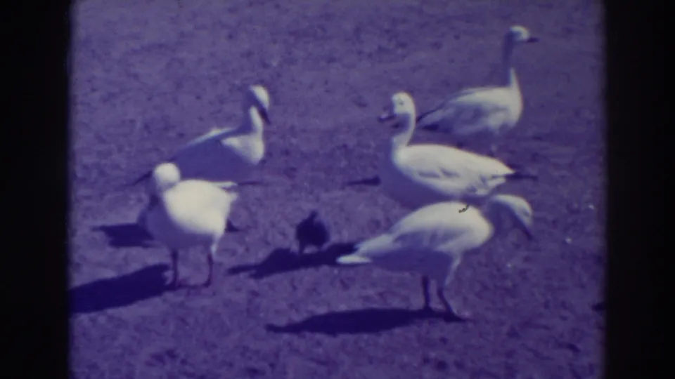 White geese continue foraging beside a darker bird in this 1937 Oakland 8mm frame.
