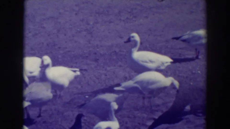 White geese pass through the lower frame as another pecks at the sunlit ground in Oakland.