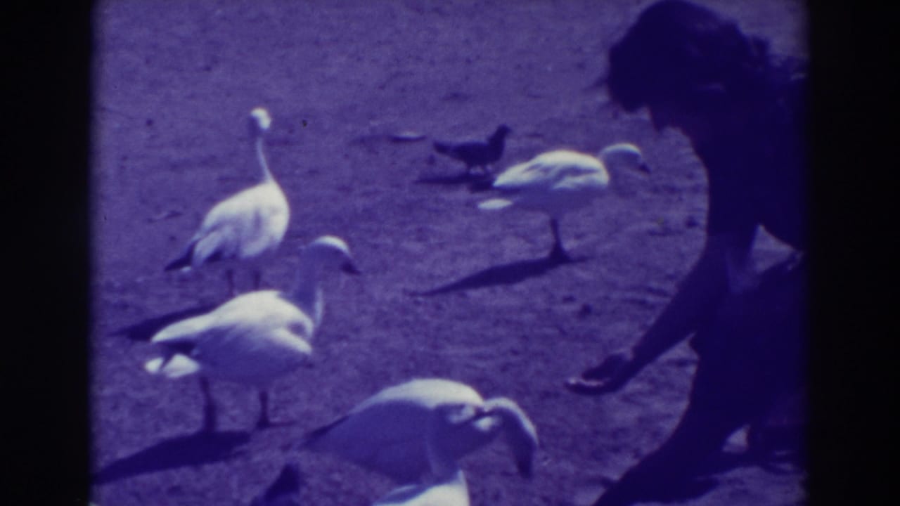 In Oakland, California home-movie footage from 1937, a person bends near a small flock of white birds on sunlit pavement.