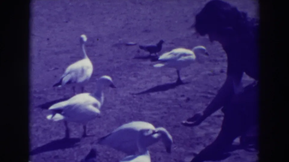 In Oakland, California home-movie footage from 1937, a person bends near a small flock of white birds on sunlit pavement.