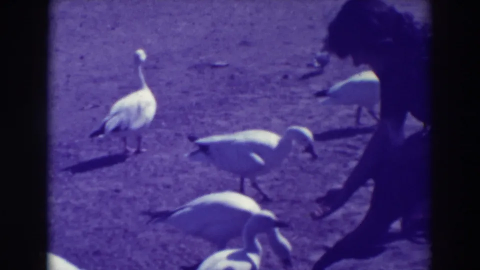 A 1937 Oakland home-movie frame shows white birds moving around a person who appears to offer food by hand.