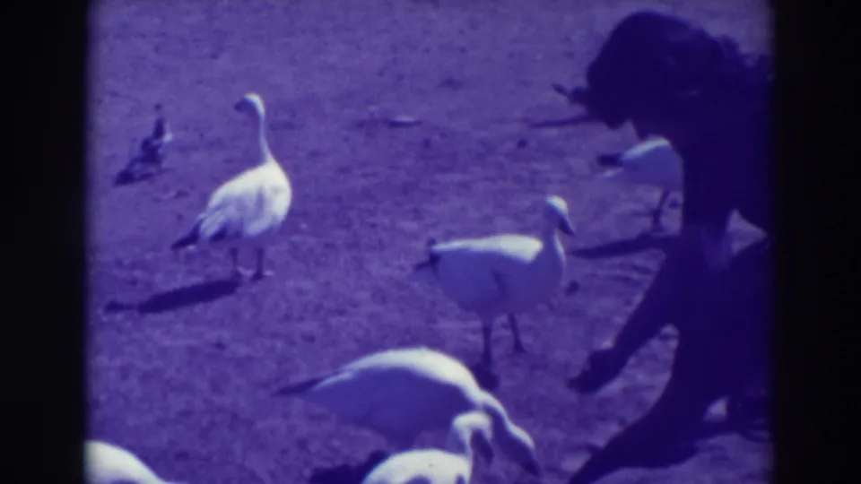 In the Oakland 1937 footage, a person stands beside several white birds while a darker bird crosses the paved area.