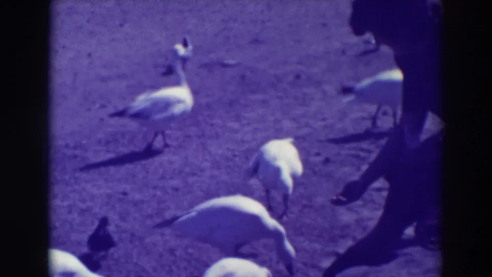 A purple-tinted 8mm frame from 1937 Oakland shows white birds feeding on the ground with a person partly visible at right.