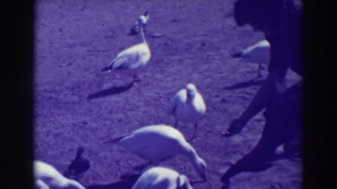 Woman in silhouette reaches toward white ducks and geese on dirt ground.
