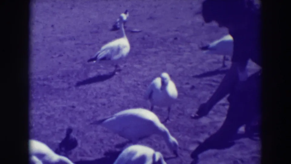 In 1937 Oakland home-movie footage, a silhouetted woman bends near white ducks and geese gathered on open dirt ground.
