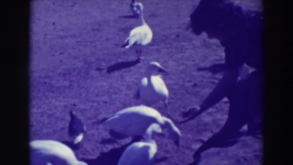 A woman at the right edge extends a hand toward ducks and geese in purple-tinted 1937 Oakland home-movie footage.