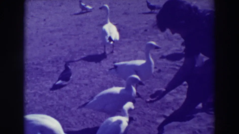 The woman bends low beside a small group of ducks and geese, with the handheld 8mm frame showing soft focus and purple tint.