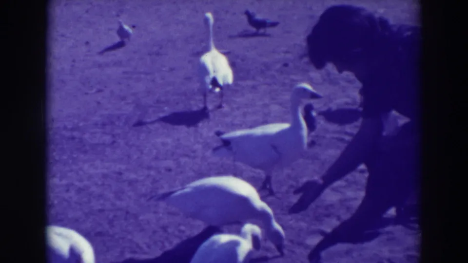 A silhouetted woman continues feeding ducks and geese on open ground in a short 1937 Oakland 8mm home-movie shot.