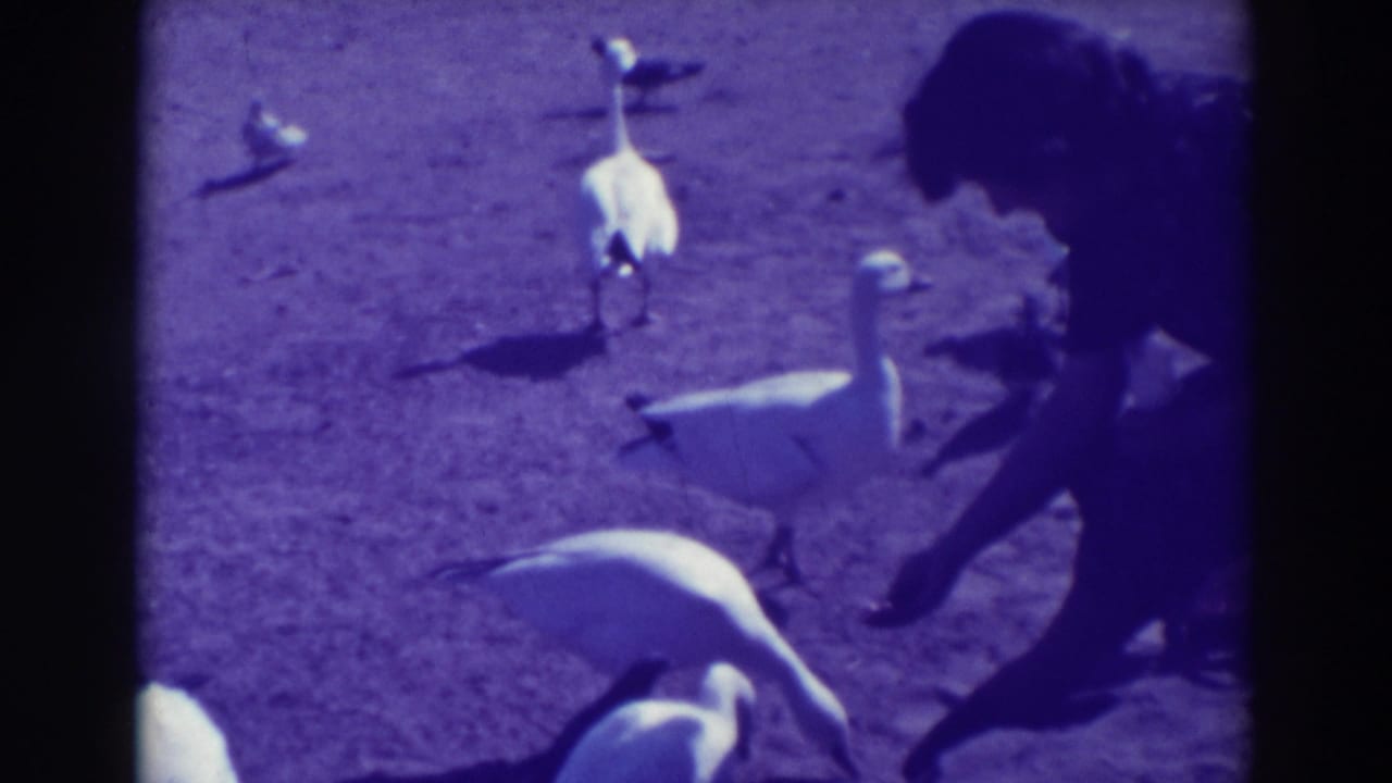 In 1937 Oakland home-movie footage, a woman in a hat bends down as white geese and pigeons gather near her.