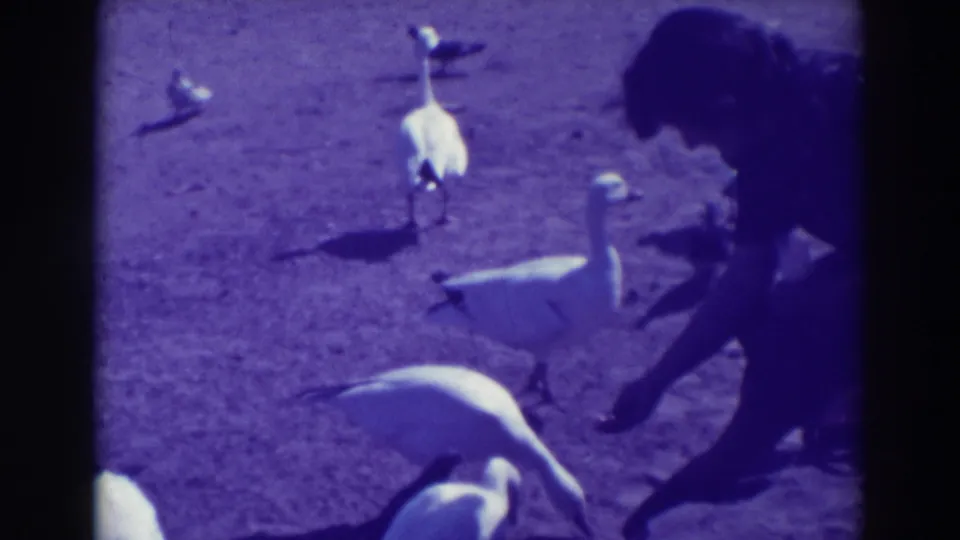 In 1937 Oakland home-movie footage, a woman in a hat bends down as white geese and pigeons gather near her.
