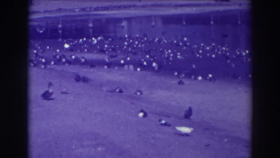 Pigeons and a few birds are scattered across open park ground in 1937 Oakland footage, with a low retaining edge behind them.