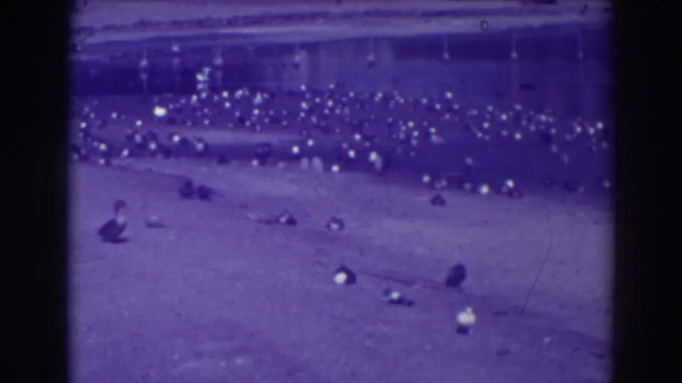 The camera holds on scattered pigeons across open ground in the Oakland park scene, with strong purple tint and grain.