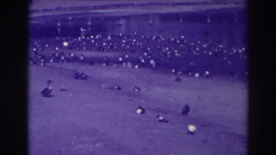 A wider 1937 Oakland park view shows pigeons scattered across the ground after the feeding moment, with visible 8mm flicker and tint.