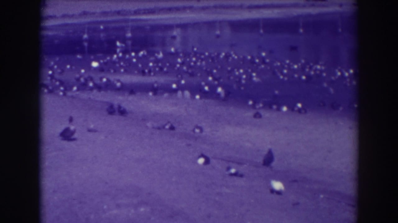 1937 Oakland home-movie frame showing a flock of ducks clustered near a lake edge, with scattered birds in soft purple-tinted 8mm color.